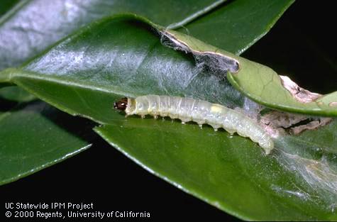 Fruittree leafroller, <i>Archips argyrospila,</i> larva exposed. Note the silk strands (lower right) the larva secreted to tie and curl the leaf within which it was feeding.