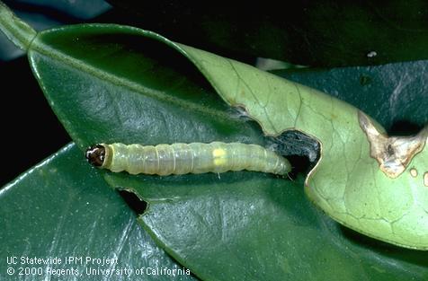 Fruittree leafroller, <i>Archips argyrospila,</i> larva.