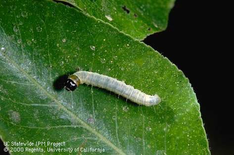 Young fruittree leafroller larva.