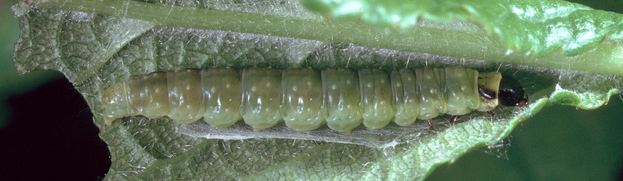 Mature larva in partially opened webbed leaf.