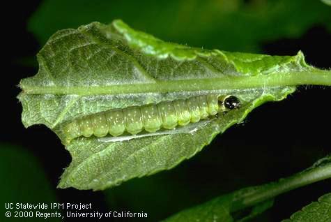 Larva of fruittree leafroller.