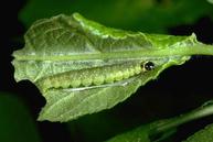 Damage caused by fruittree leafroller