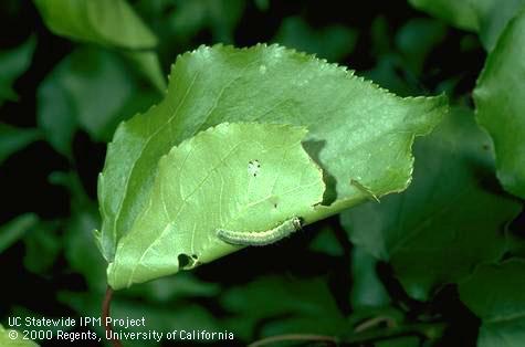 Larva of fruittree leafroller.