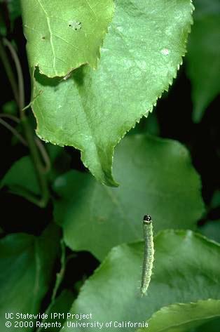 Tortricid larvae have a habit of dropping and hanging by a silk thread when disturbed.