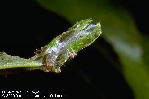 Fruittree leafroller inside a webbed leaf shelter.