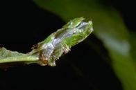 Caterpillar leaf shelter 