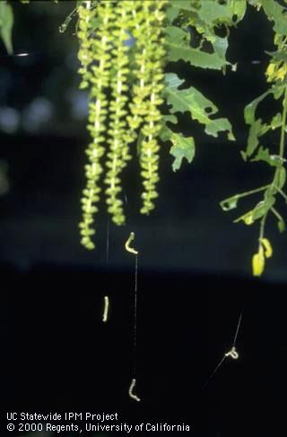 Larvae (caterpillar) of fruittree leafroller, <i>Archips argyrospila</i>, suspended from silken threads, some walking back up the silk to reinfest their host plant.