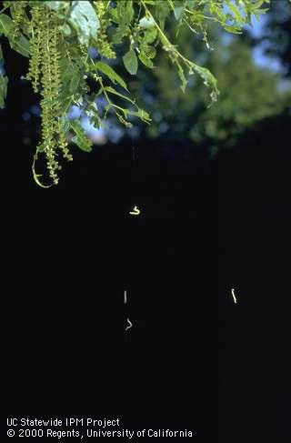 Fruittree leafroller, <i>Archips argyrospila,</i> larvae, each hanging from a silk thread. Leafroller (Tortricidae) caterpillars commonly wriggle and drop suspended on a silken thread when disturbed.