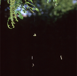 Larvae drop on a silk strand