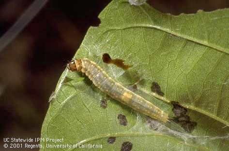 Larva of fruittree leafroller, <I>Archips argyrospila,</I> in webbing on a damaged walnut leaf.