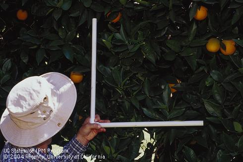 Sampling for larvae of fruittree leafroller, <I>Archips argyrospila,</I> with a 1/4 meter L-shaped PVC counting frame.