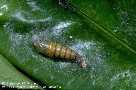 Fruittree leafroller, <i>Archips argyrospila</i>, pupa exposed by unrolling a curled leaf.