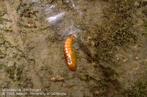 Pupa of fruittree leafroller, <I>Archips argyrospila,</I> hanging from a tree limb.