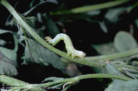 Larva of alfalfa looper.