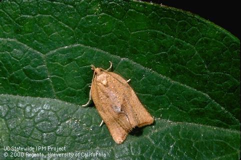 Adult orange tortrix.