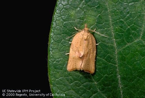 Adult orange tortrix.