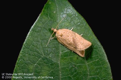 Adult orange tortrix.