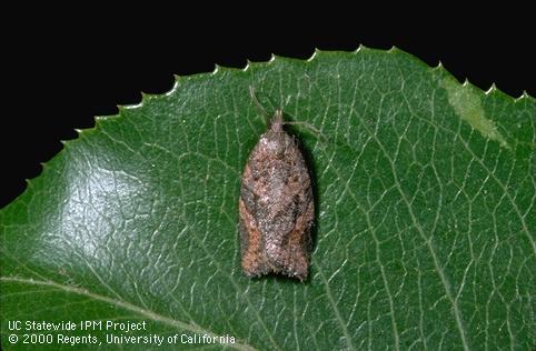 Adult orange tortrix.