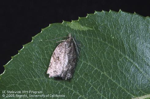 Adult orange tortrix, <I>Argyrotaenia franciscana.</I>.