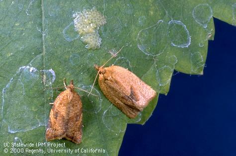 Adult orange tortrix.