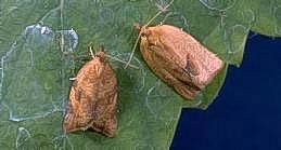 Adults of orange tortrix.