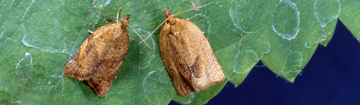 Adults and an egg mass of the orange tortrix, Argyrotaenia franciscana.