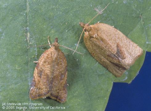 Adult male (left) and female orange tortrix, <I>Argyrotaenia franciscana.</I>.