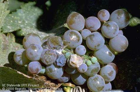 Crop damaged by orange tortrix.