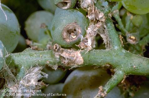 Crop damaged by orange tortrix.