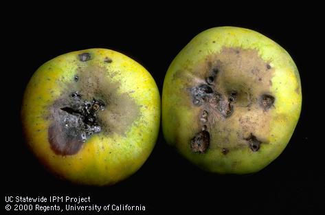 Feeding damage of larvae of orange tortrix, <i>Argyrotaenia franciscana</i>, on pear fruit.