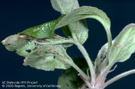 Crop damaged by orange tortrix.