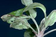 Crop damaged by orange tortrix