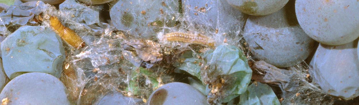 Pupa (left) and larva of orange tortrix, Argyrotaenia franciscana, on an infested grape cluster.