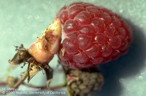 Young tortrix larvae feeding damage on a raspberry stem.