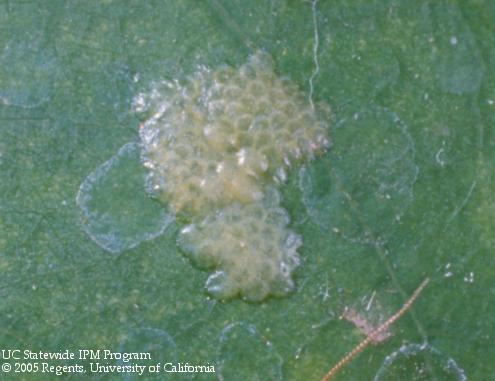 Egg mass of the orange tortrix, <I>Argyrotaenia franciscana,</I> on a leaf.