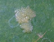 Eggs of orange tortrix