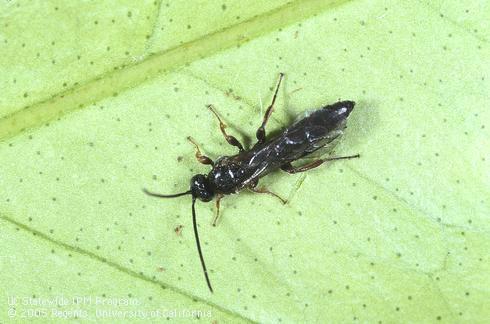 Adult <I>Exochus</I> sp., parasite of orange tortrix.