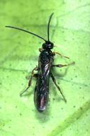 Adult wasp Exochus sp.