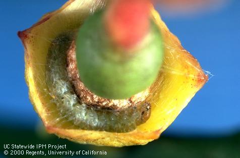 Larva of orange tortrix.