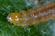 Orange Tortrix Larvae