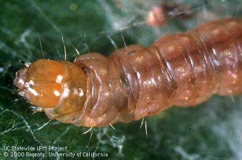 Larva of orange tortrix, <i>Argyrotaenia franciscana</i>. Unlike the similar looking larvae of omnivorous looper, <i>Sabulodes aegrotata</i>, the tubercles at the base of hairs are not chalky white on orange tortrix.