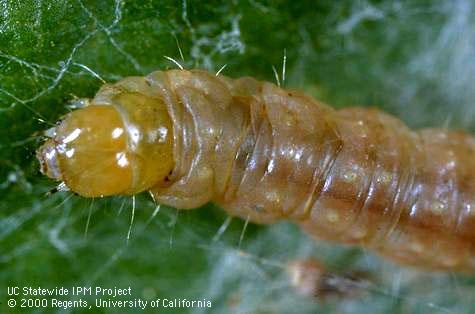 Larva of orange tortrix.