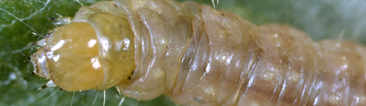 Orange tortrix larva lacks white tubercles found on omnivorous leafroller larva.