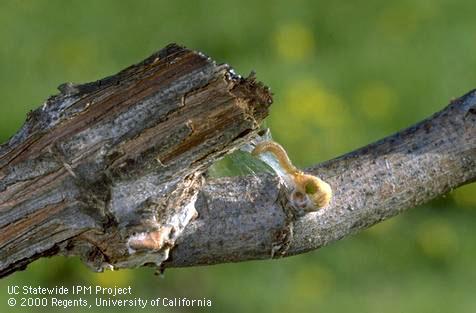 Larva of orange tortrix.