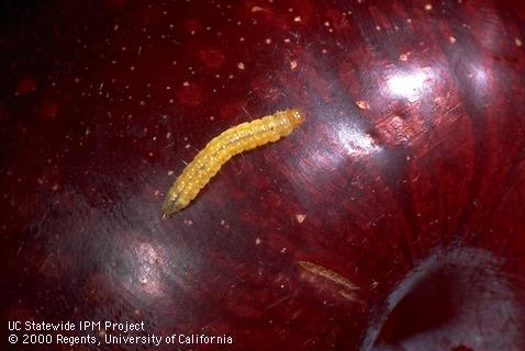 Orange tortrix larva on surface of purple-skinned plum.