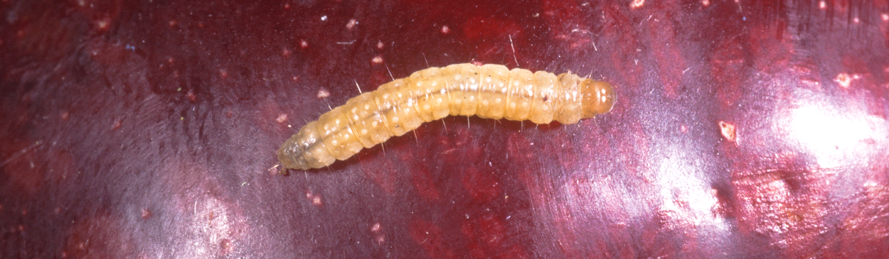 Orange tortrix larva.