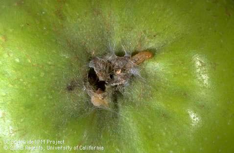 Orange tortrix larva.