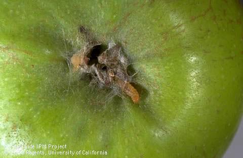 Orange tortrix larva.