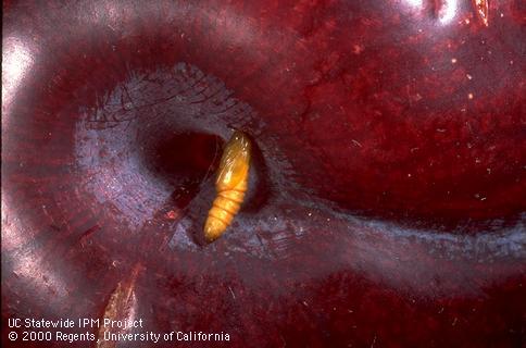 Pupa of orange tortrix, <i>Argyrotaenia franciscana</i>, in the stem cavity of a plum.