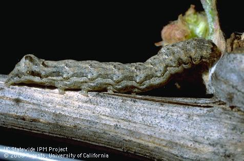 Larva of spotted cutworm.